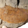 Anomalocaridid dorsal flap &#8211; Aegirocassis, The Natural Canvas