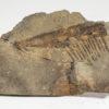 Big Anomalocaridid Appendage - Aegirocassis benmoulai - Image 2