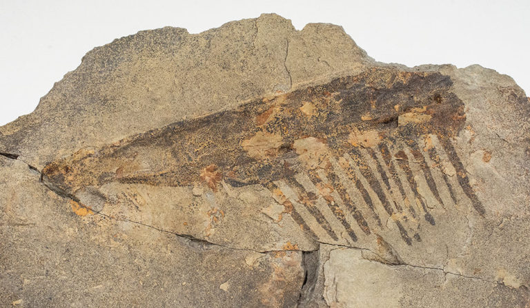 Big Anomalocaridid Appendage - Aegirocassis benmoulai