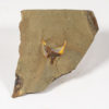 Carpoid echinoderm - Thoralicystis zagoraensis - Image 2