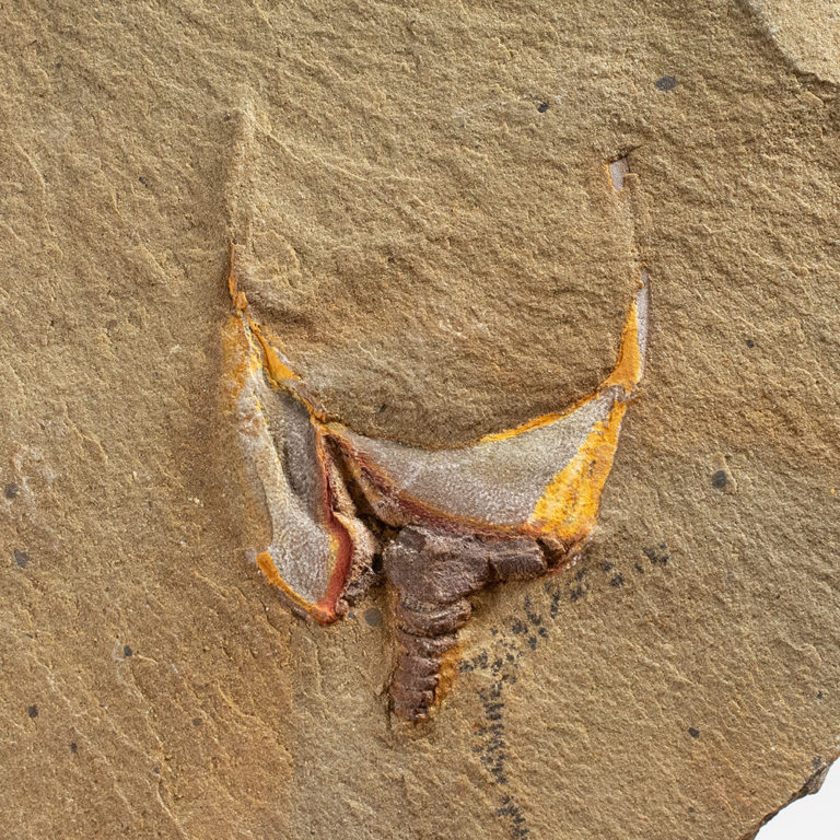 Carpoid echinoderm - Thoralicystis zagoraensis