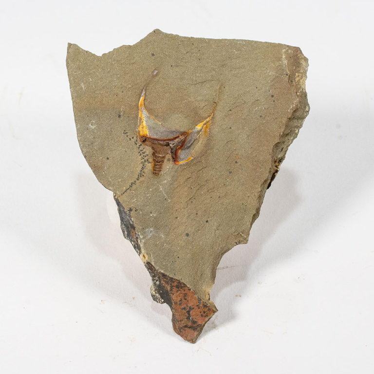 Carpoid echinoderm - Thoralicystis zagoraensis