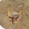 Carpoid echinoderm - Thoralicystis zagoraensis - Image 2