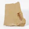 Cambrian softbodied arthropod - Misszhouia longicaudata - Image 2