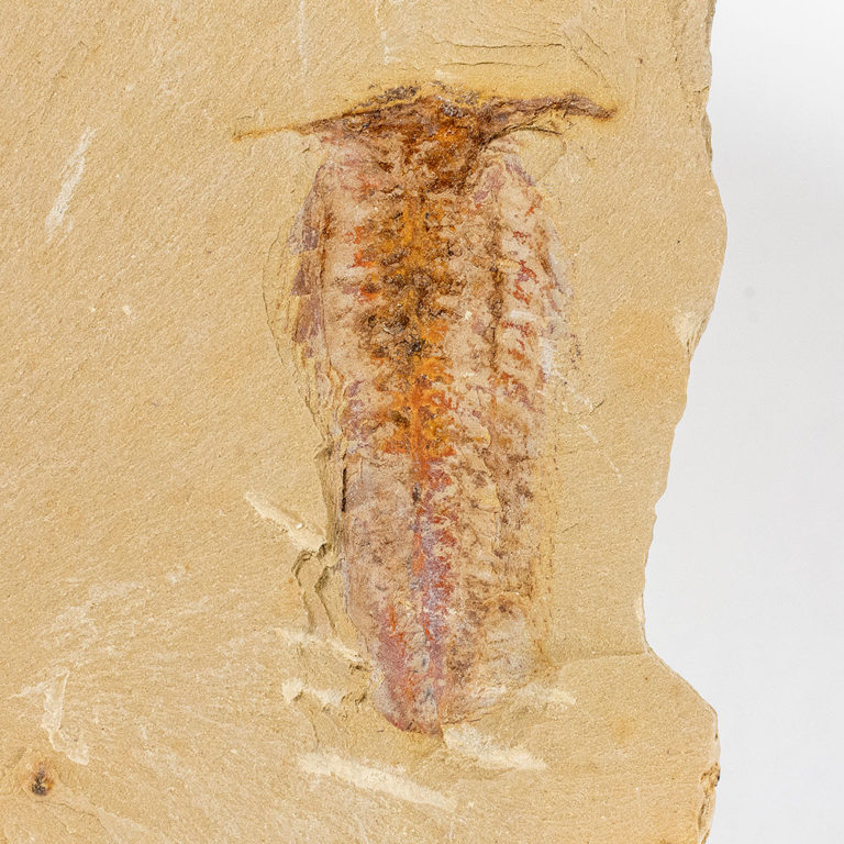 Cambrian softbodied arthropod - Misszhouia longicaudata