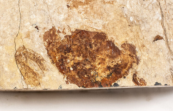 New California crab - Portunus pankowskiorum