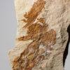 Three Large Crabs - Portunus pankowskiorum - Image 3