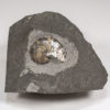Miocene nautiloid - Aturia angustata - Image 2