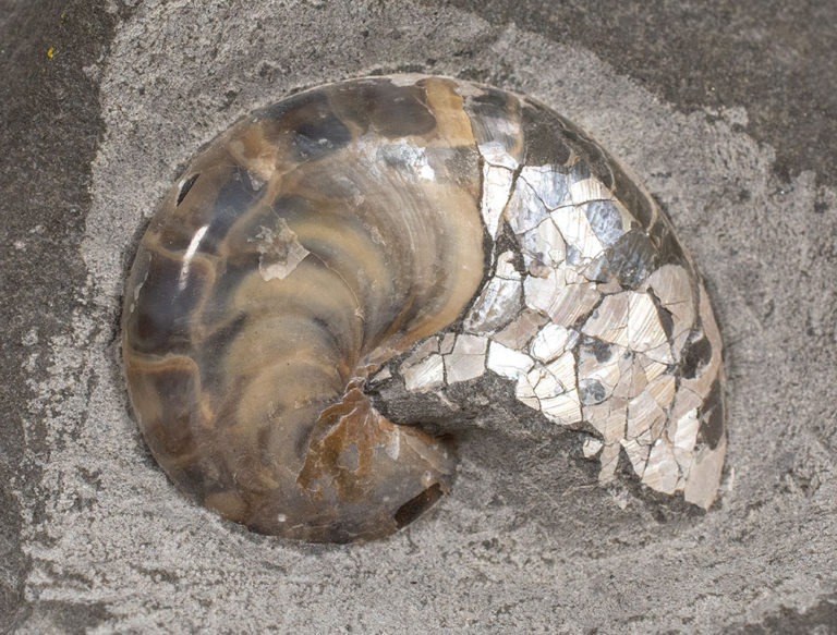 Miocene nautiloid - Aturia angustata
