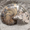 Miocene nautiloid - Aturia angustata - Image 3