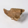 Squid beak from Texas - Belosaepia ungula - Image 2