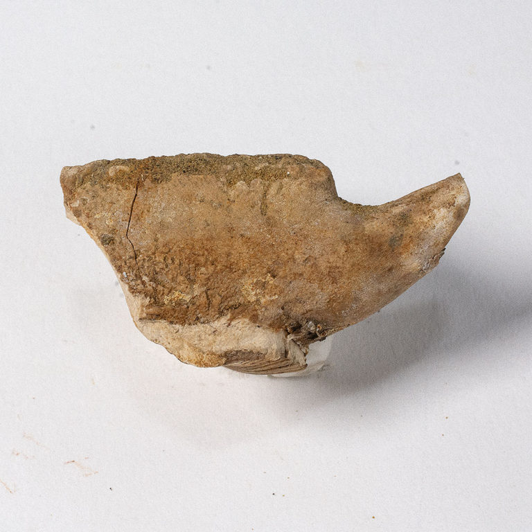 Squid beak from Texas - Belosaepia ungula