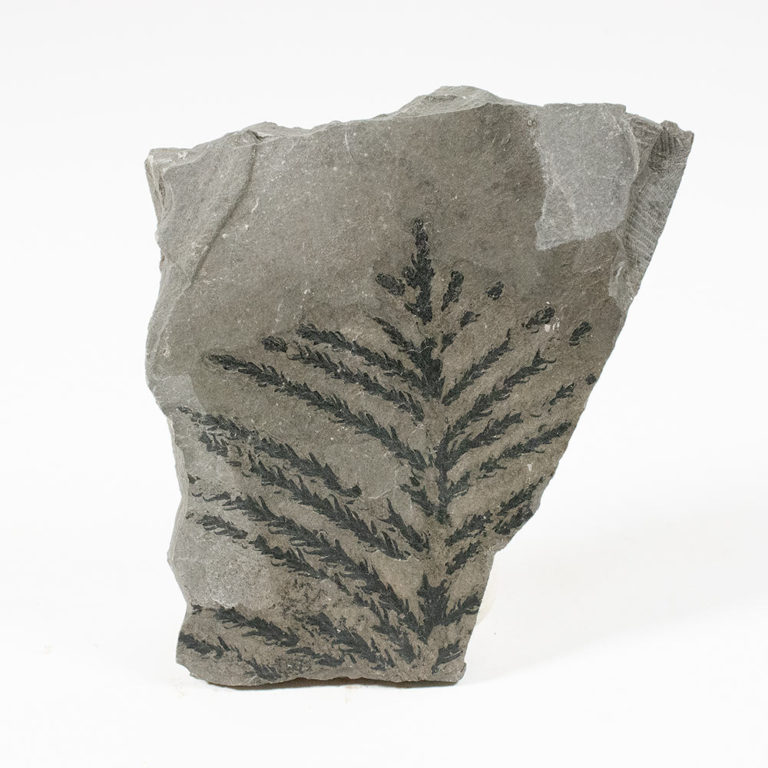 Early conifer - Walchia sp.