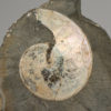 Montana ammonite &#8211; Placenticeras planum, The Natural Canvas
