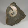 Montana ammonite - Placenticeras planum - Image 3