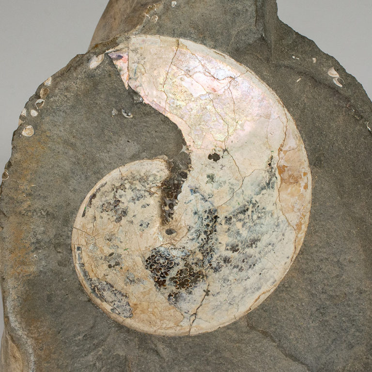 Montana ammonite &#8211; Placenticeras planum, The Natural Canvas