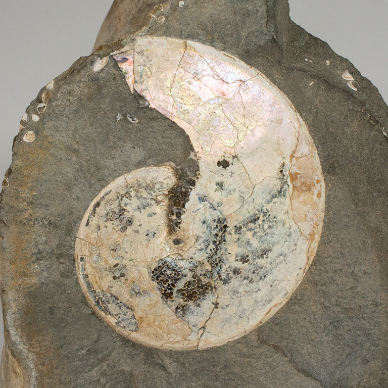 Montana ammonite - Placenticeras planum