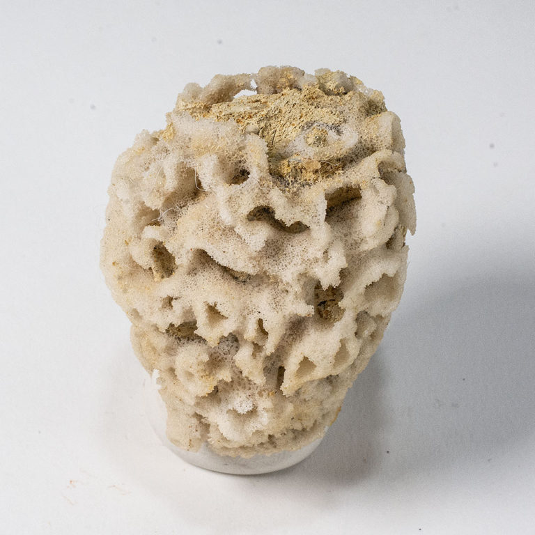 Silicified Sponge &#8211; Cystospongia monostoma, The Natural Canvas