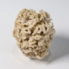 Silicified Sponge - Cystospongia monostoma - Image 2