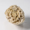 Silicified Sponge - Cystospongia monostoma - Image 3