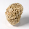 Silicified Sponge - Moretiella elegans - Image 2