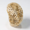 Silicified Sponge - Moretiella elegans - Image 3