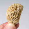 Silicified Sponge - Moretiella elegans - Image 5