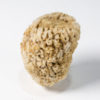 Silicified Sponge - Moretiella elegans - Image 7