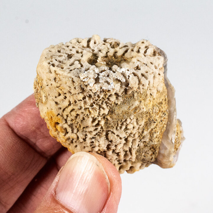 Silicified Sponge &#8211; Moretiella elegans, The Natural Canvas