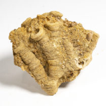 Cretaceous Silicified Sponge