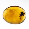 Cretaceous flower in amber, The Natural Canvas