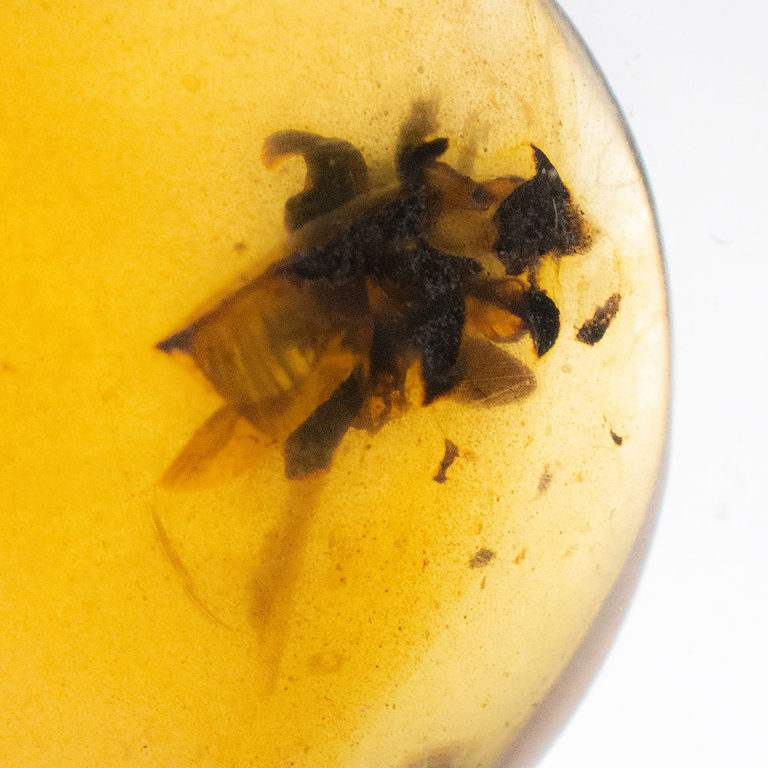 Cretaceous flower in amber