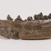 Bear Dog - Daphoenus sp. - Image 4