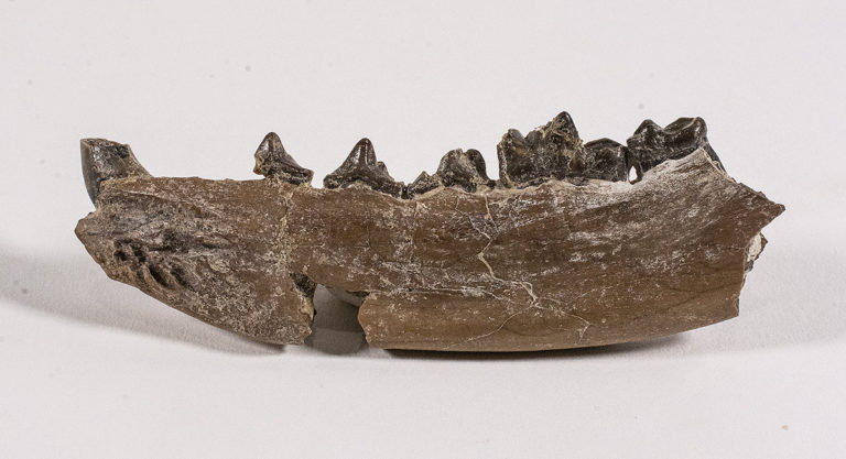 Bear Dog - Daphoenus sp.
