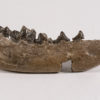Bear Dog - Daphoenus sp. - Image 5