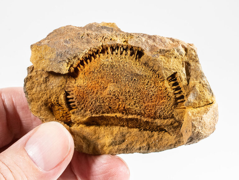 Youngest and Largest Known Cyclocystoid - Moroccodiscus smithi