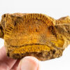 Youngest and Largest Known Cyclocystoid - Moroccodiscus smithi - Image 2