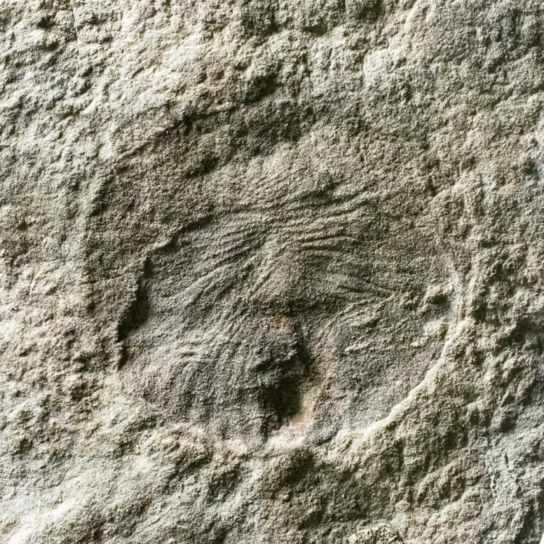 The signature Precambrian animal - Dickinsonia costata