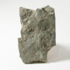 The signature Precambrian animal - Dickinsonia costata - Image 2