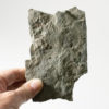The signature Precambrian animal - Dickinsonia costata - Image 3