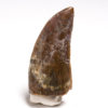 Middle Jurassic Theropod tooth, The Natural Canvas