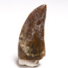 Middle Jurassic Theropod tooth - Image 2