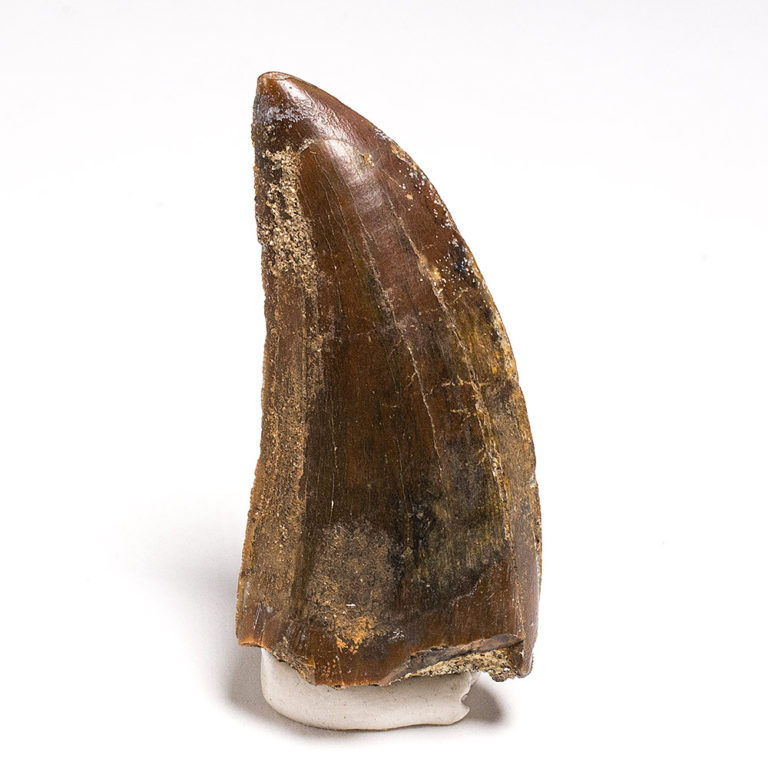 Middle Jurassic Theropod tooth, The Natural Canvas