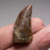 Middle Jurassic Theropod tooth, The Natural Canvas