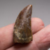 Middle Jurassic Theropod tooth - Image 4
