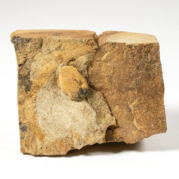 California echinoid - Periaster