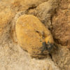 California echinoid &#8211; Periaster, The Natural Canvas