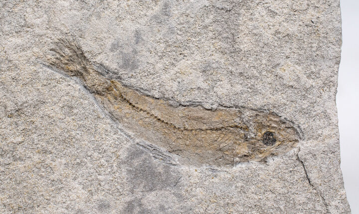 Fundulus cf. F. zebrinus