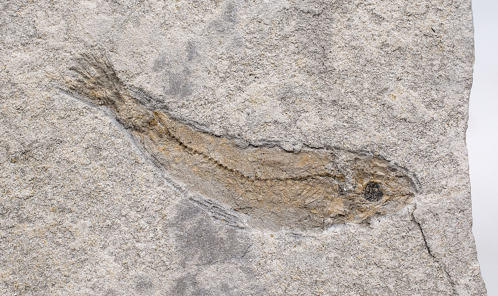 Fundulus cf. F. zebrinus