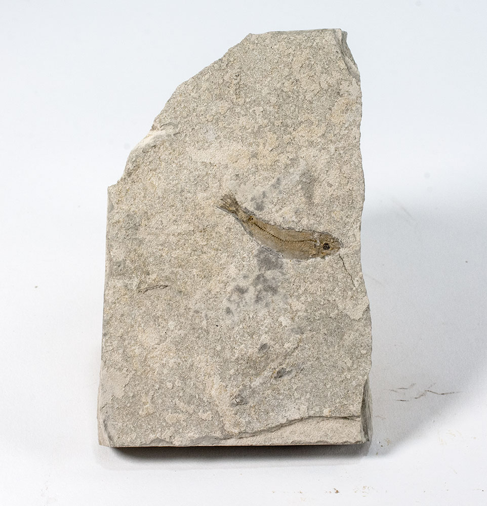 Fundulus cf. F. zebrinus - Image 3